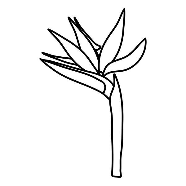 Tropical beauty heliconia exotic plant —  Vetores de Stock