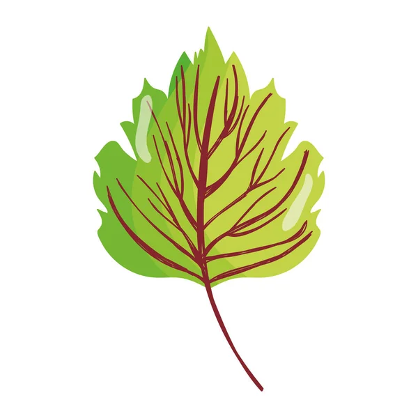 Natural leaf foliage autumn on white background — Vector de stock