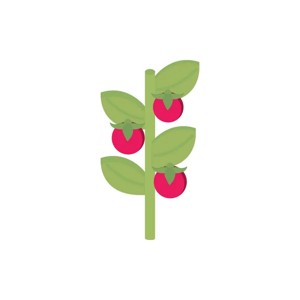 Farma rajčata sklizeň rostlin zemědělství izometrická ikona — Stockový vektor
