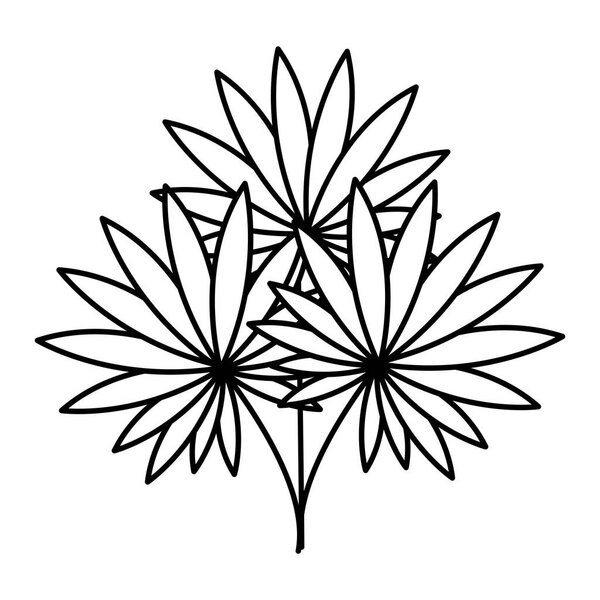 exotic and tropical leafs plant decoration