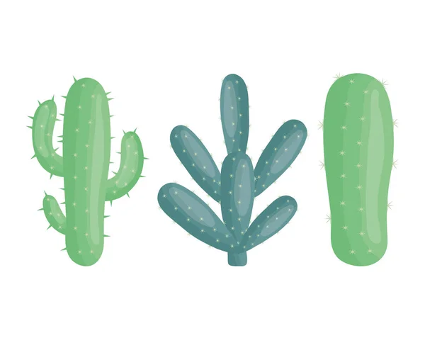 Exotic cactus plants in ceramic pots — Vector de stock