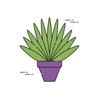 Saksıda sulu bitkiler var.