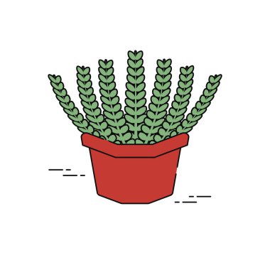 Saksıda sulu bitkiler var.