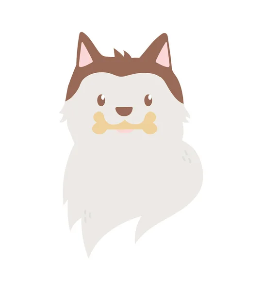Siberian dog head pet with bone in mouth on white background — Vector de stock