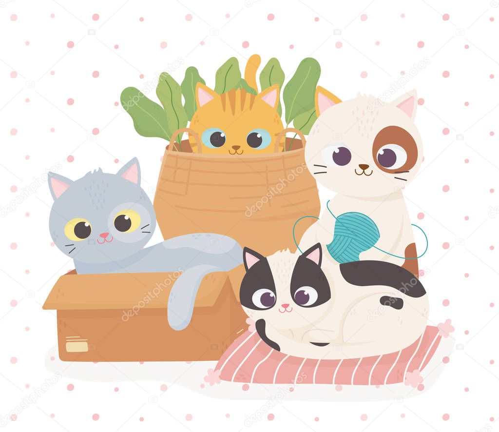 pet cute cats in box cushion and basket with wool ball cartoon