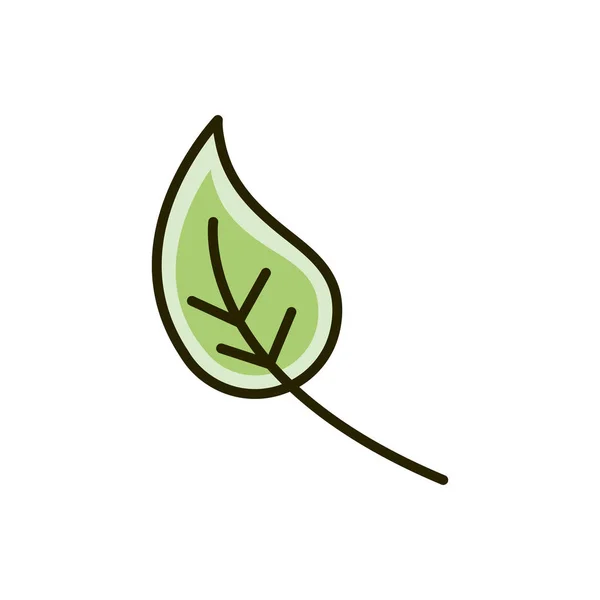 葉の生態自然図 — ストックベクタ