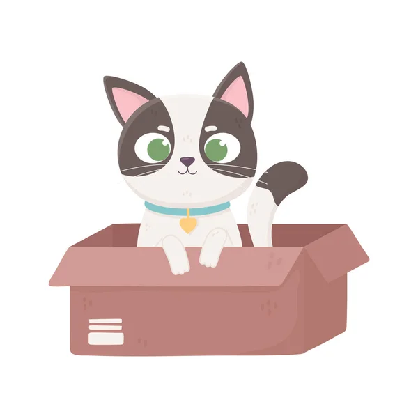 Piccolo gatto con colletto nella scatola, animali domestici — Vettoriale Stock