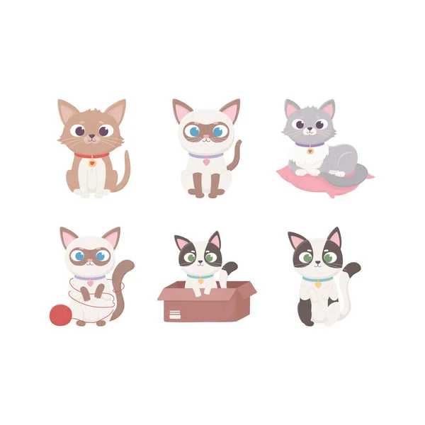 Gatos pequenos mascote diferente animais adoráveis domésticos, animais de estimação — Vetor de Stock