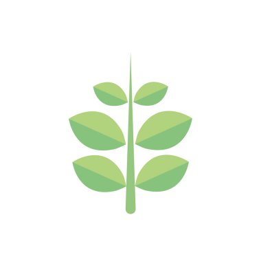 branch foliage leaves natural floral botanical