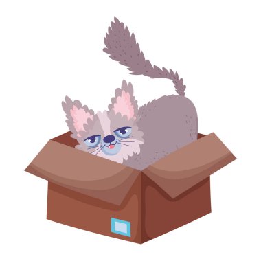 Kedi karton kutuda oturuyor. Terk edilmiş hayvanlar.