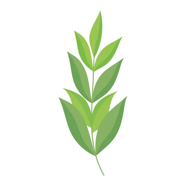 Greenery branch leaves foliage ecology botanical icon — Διανυσματικό Αρχείο