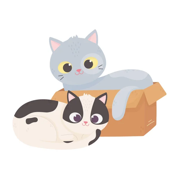 Macskák tesz én boldog, macska -ban doboz és más ül rajzfilm — Stock Vector