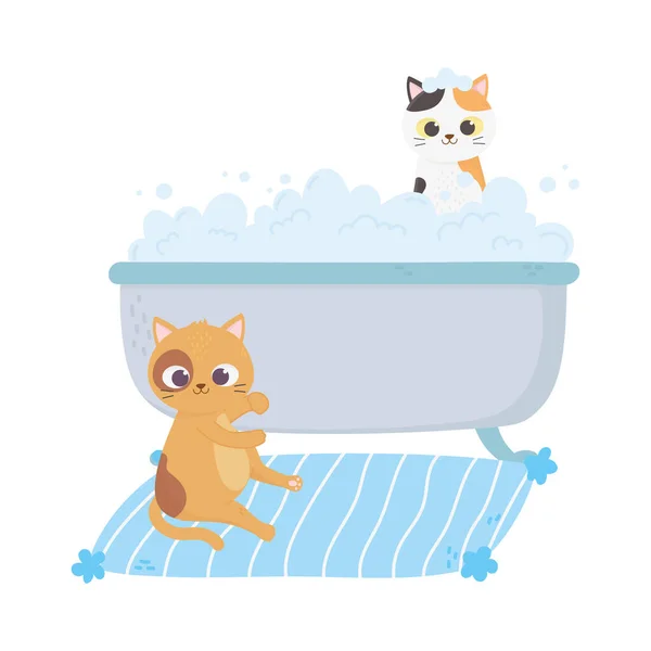 Cats make me happy, cat in carpet and kitten in bathtub washing — Stock Vector