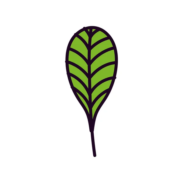 Feuille verte feuillage botanique nature icône design — Image vectorielle