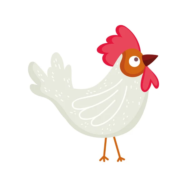 Volaille coq bande dessinée ferme animal isolé icône sur fond blanc — Image vectorielle