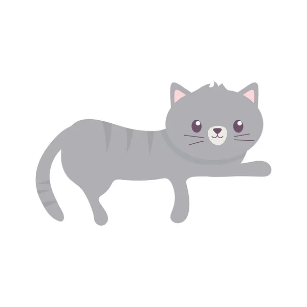 Gray little cat pet isolated icon white background — Stock Vector