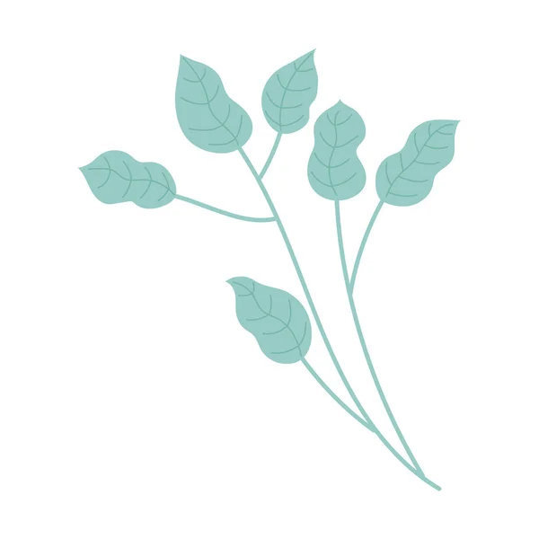 Rama hojas follaje botánico naturaleza aislado icono — Vector de stock