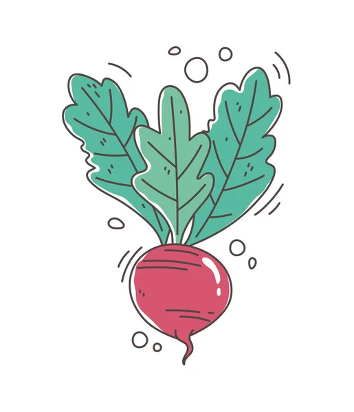 건강 한 음식 섭취 유기농 신선 한 사탕무 야채 아이콘 — 스톡 벡터