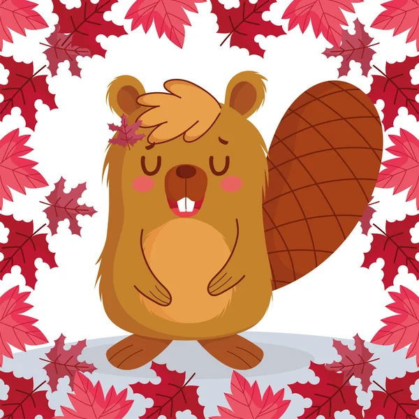 Beaver with canadian maple leaves of happy canada day vector design — Stock Vector