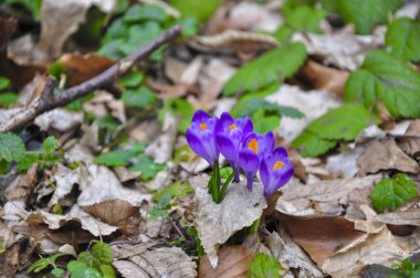 Bahar Menekşe çiçeği