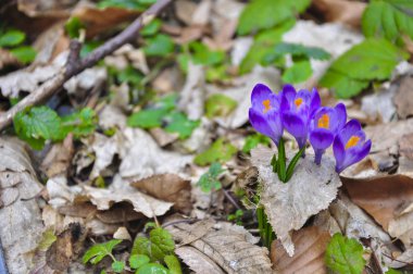 Bahar Menekşe çiçeği
