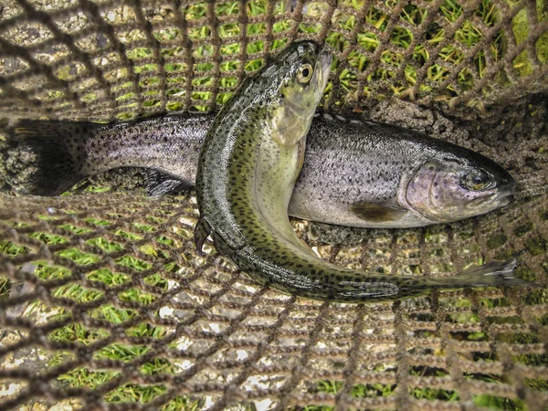 Deux poissons dans le filet frique extrait de l'eau — Photo