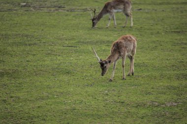 Yeşil sahadaki genç geyik