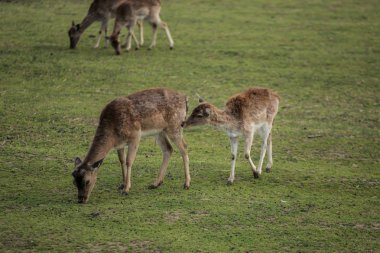 Yeşil sahadaki genç geyik