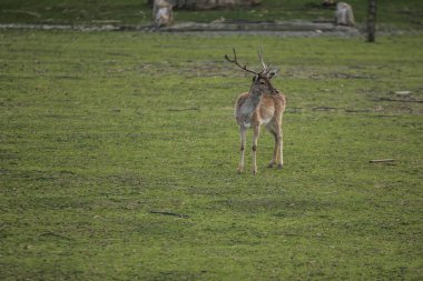 Yeşil sahadaki genç geyik