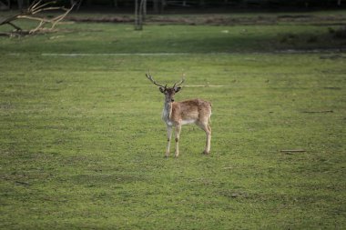 Yeşil sahadaki genç geyik