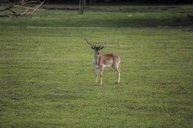 Yeşil sahadaki genç geyik