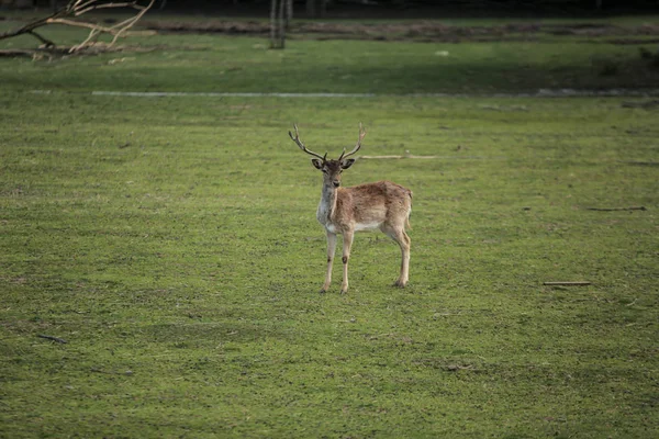 Yeşil sahadaki genç geyik
