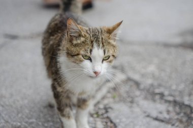 Sokaktaki kedi