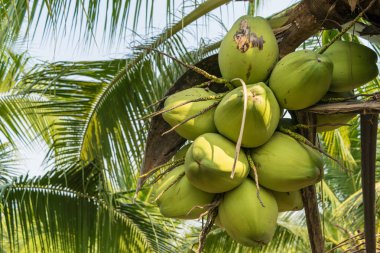 Hindistan cevizi ağacı üzerinde kapatın