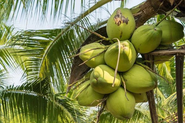 Hindistan cevizi ağacı üzerinde kapatın