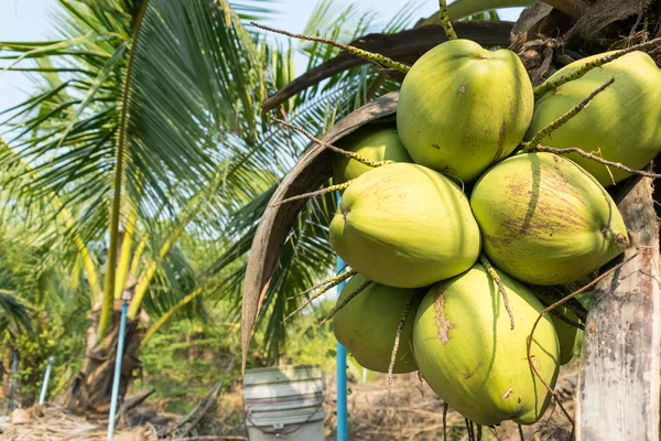 Close up noci di cocco su albero in giardino, piantagione di cocco . — Foto Stock