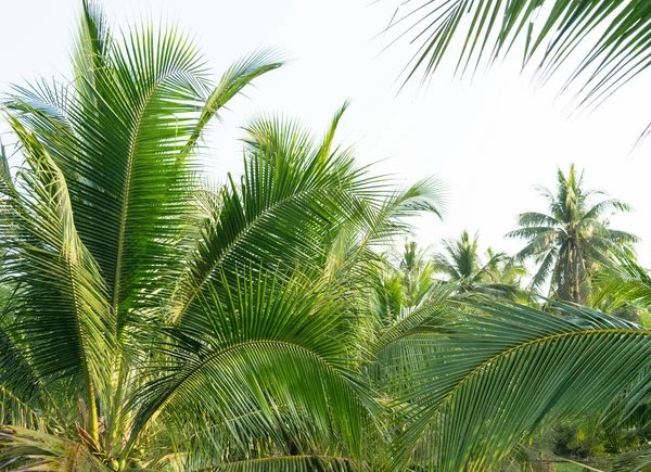 Palme da cocco, Mattina piantagione di cocco all'alba Foto Stock Royalty Free