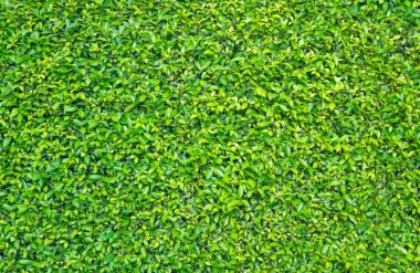 yeşil yapraklar arkaplan