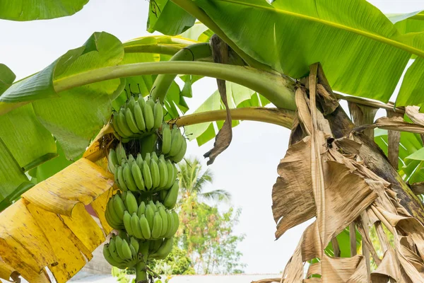 Wachstum von Bananenstauden am Bananenbaum — Stockfoto