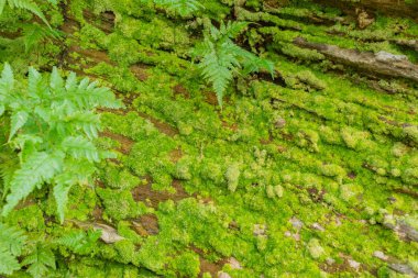 arka plan doku için taş yeşil yosun