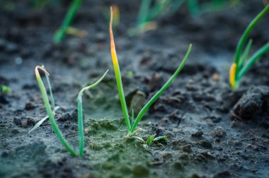 Taze taze soğan bir ev bahçesinde yetişiyor..