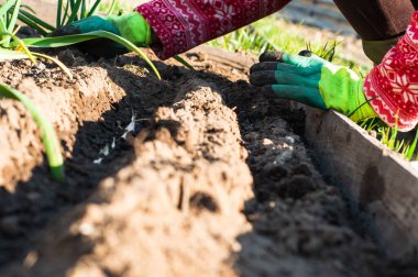 Güneşli bahar havasında yeşil eldivenlere ekilmiş sarımsak tohumlarıyla dünya uykuya dalıyor..
