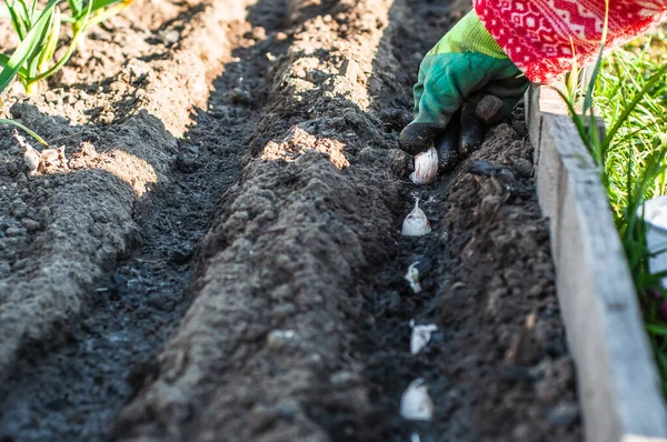 Döllenmiş ve nemli hendeklere sarımsak tohumu ekiyorum. Güneşli ve sıcak havada lastik eldivenlerle..