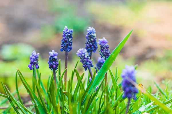 Çiçek açan küçük bir çalı mavi renkli engerek yayı.