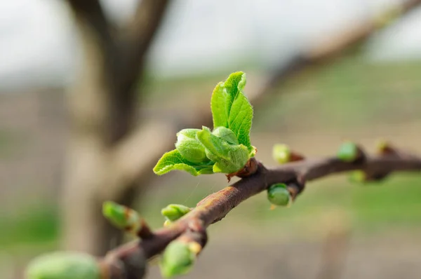 在第一次春暖花开之后 果树发出第一片绿叶 — 图库照片