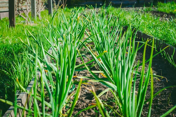 Zelfgemaakte Knoflook Kweken Bedden Biologisch Product Met Vitaminen — Stockfoto