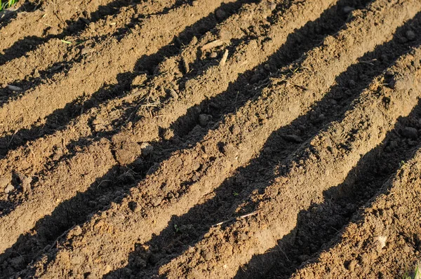 Profondeurs Dans Sol Sous Forme Tranchées Parallèles Pour Planter Des — Photo