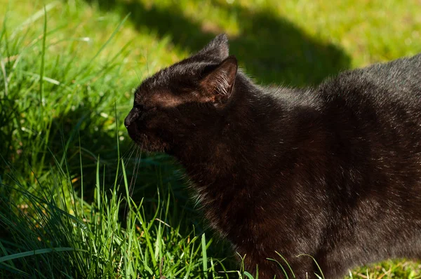 Egy Fekete Macska Lazít Természetben Zöld Füvet Szimatol Napon — Stock Fotó