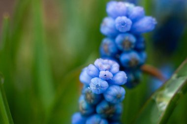 İlkbaharda mavi yakın plan, narin muscari çiçeği, makro çekim..