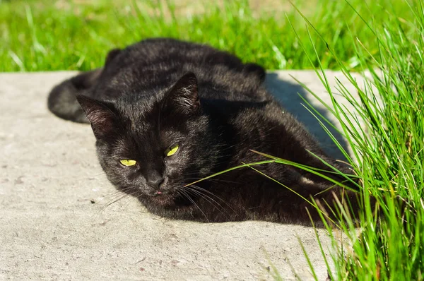 Schwarze Katze Auf Grünem Hintergrund Blickt Vorsichtig Und Aufmerksam Nach — Stockfoto